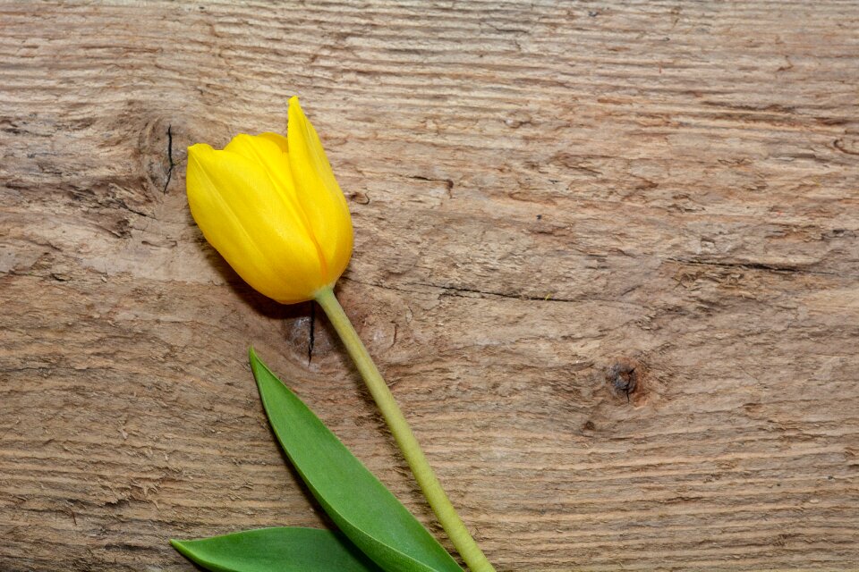 Spring flower yellow yellow flower