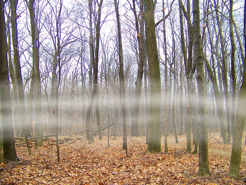 Forest winter dead