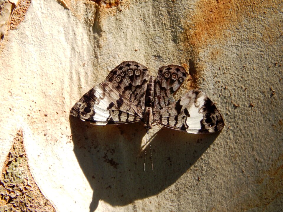 Nature beauty fly