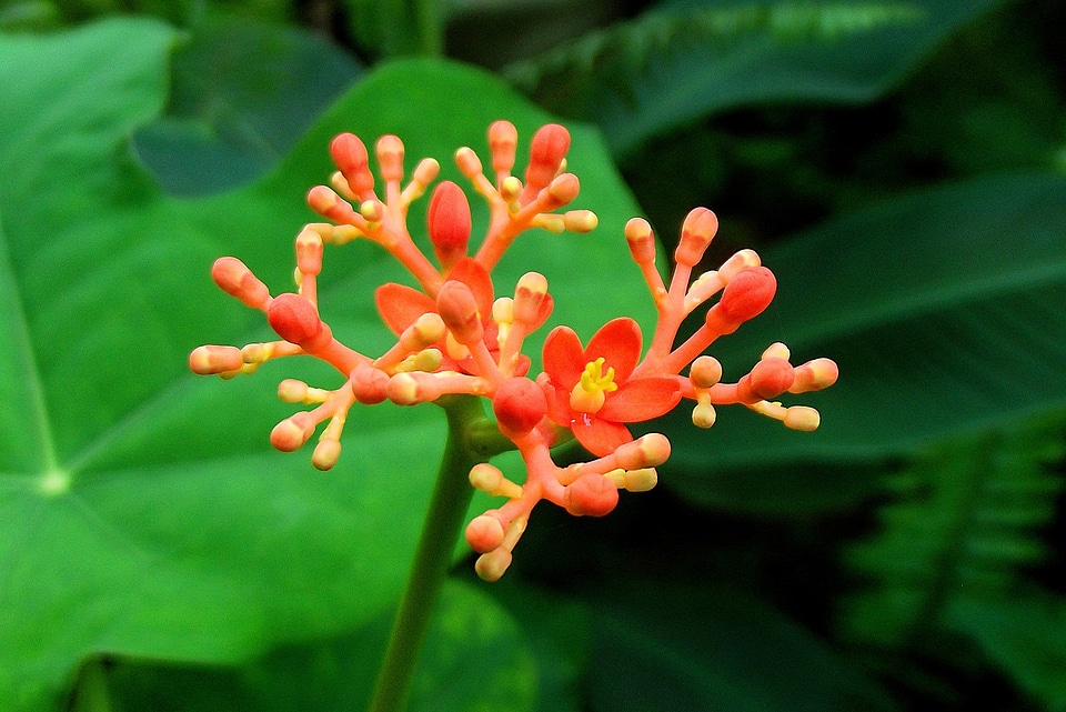 Garden flowers pajé pawn