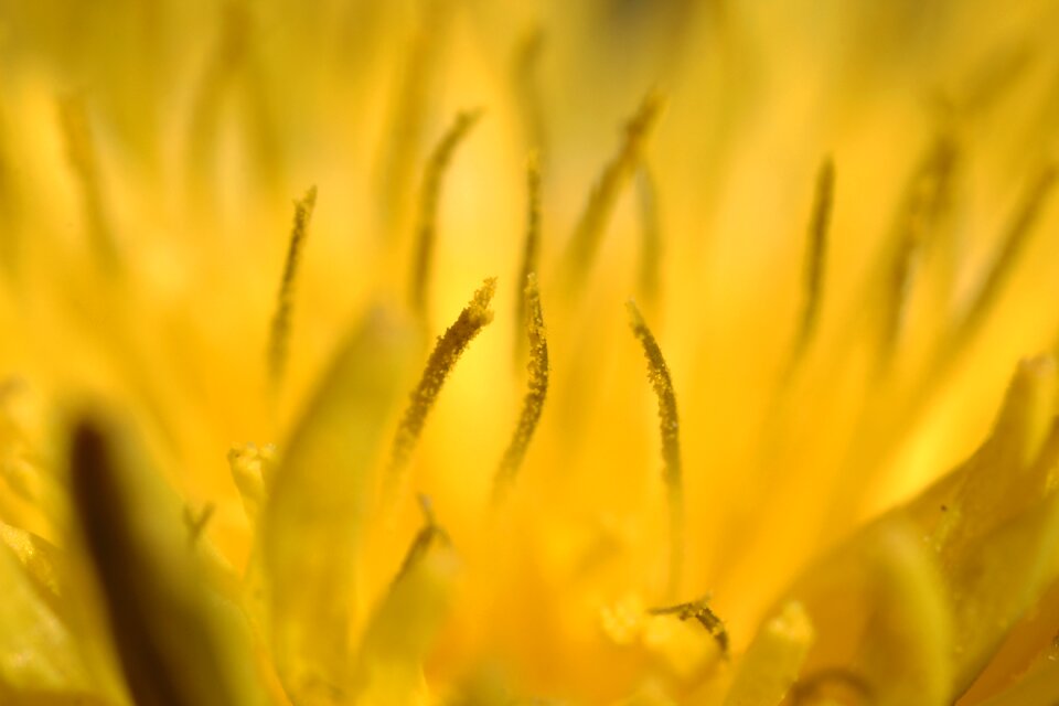 Nature spring bloom