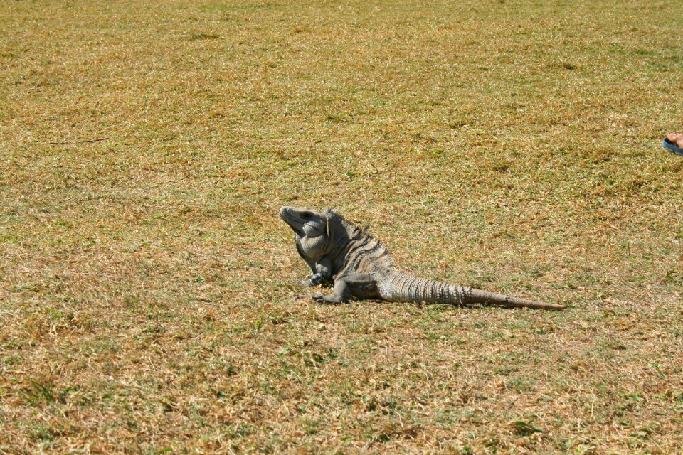 Insect eater iguana nature