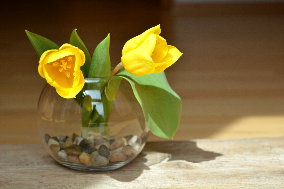 Yellow flowers cut flowers spring flowers