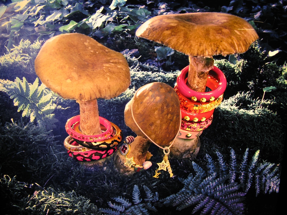 Mushrooms mushroom and design Free photos