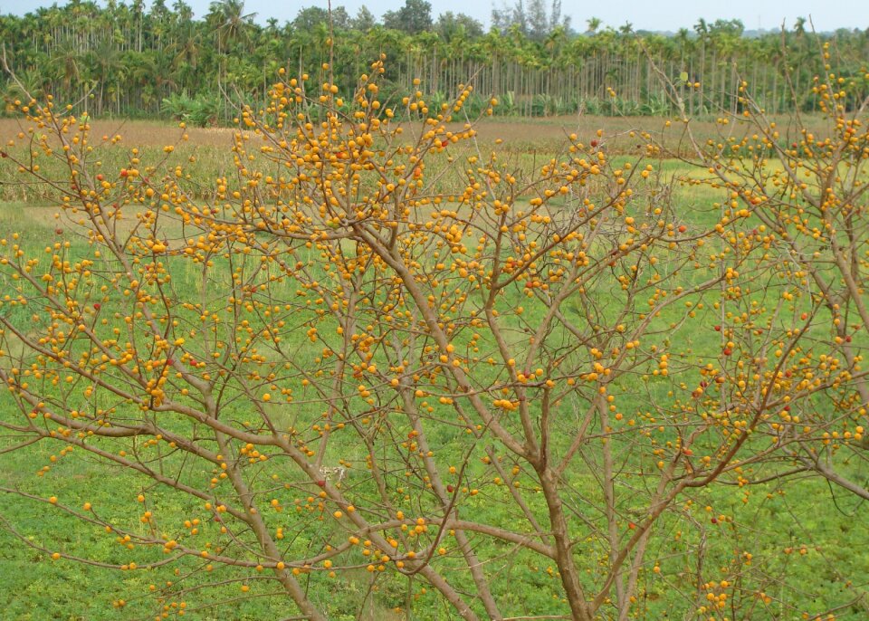 Ripe bird feed banavasi