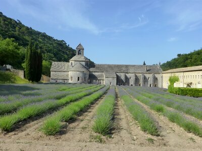 Abbey lavender south
