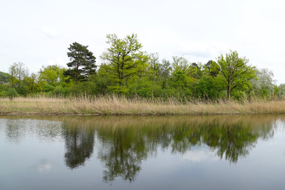 Reed trees mirroring