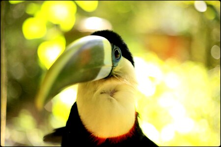 Toucan bird ave