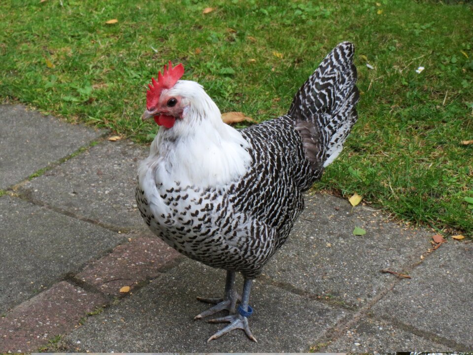 Chicken animal animals