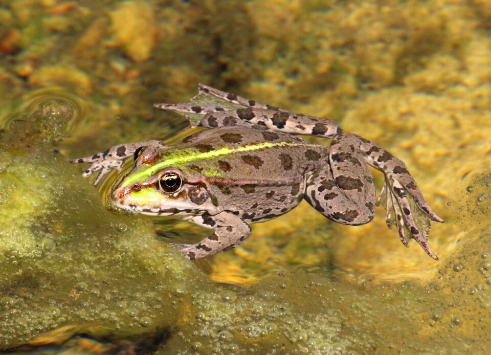 Frog surface nature