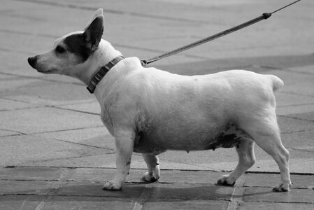 Leash animal jack russel