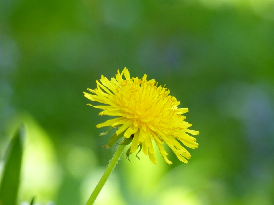 Pointed flower yellow flower spring