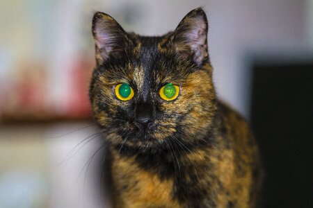 Animal cat's eye cat eyes photo