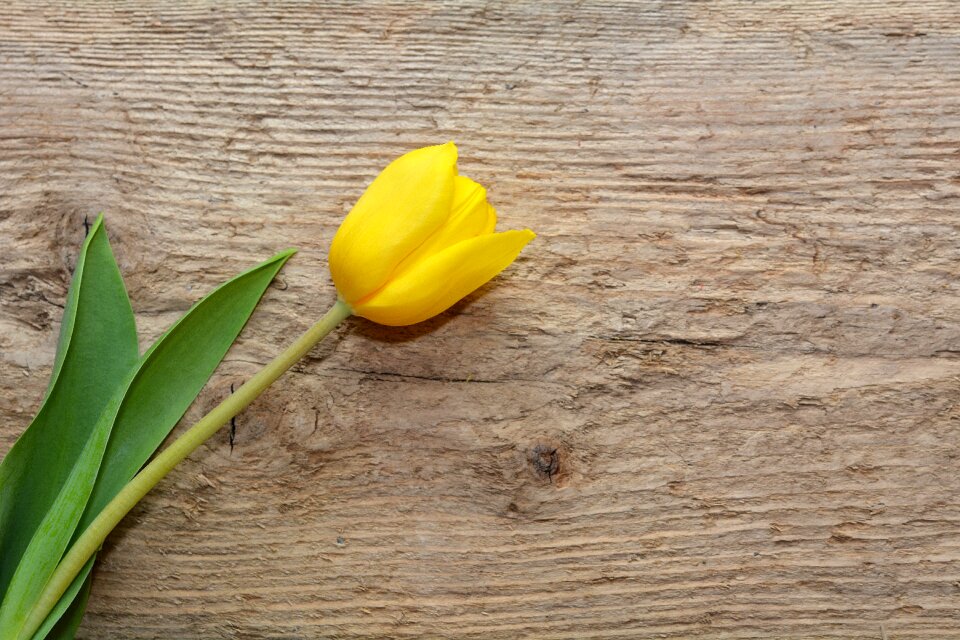 Spring flower yellow yellow flower