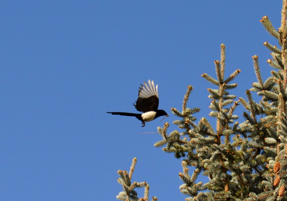 Bird raven bird blue sky