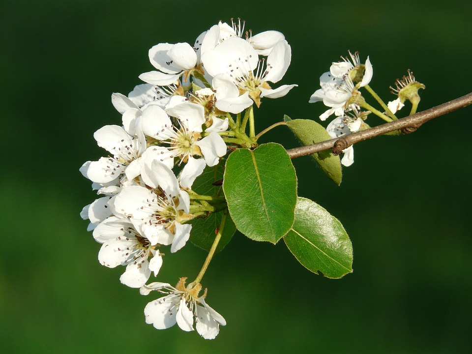 Pear blossom blossom bloom