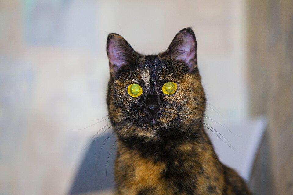 Animal cat's eye cat eyes