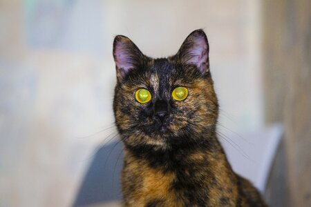 Animal cat's eye cat eyes
