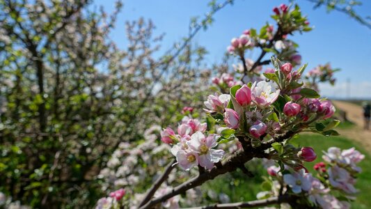 Bloom apple tree meadow photo