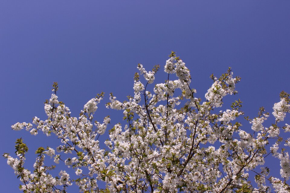 Bloom spring tree