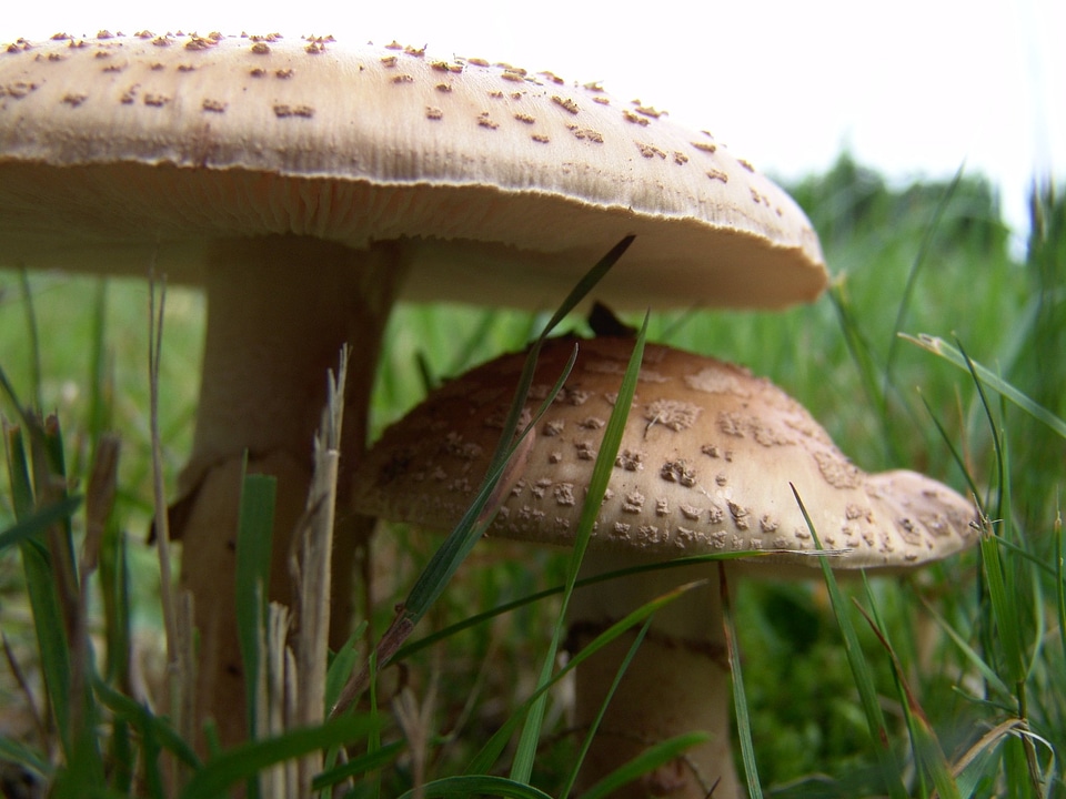 Mushrooms autumn forest