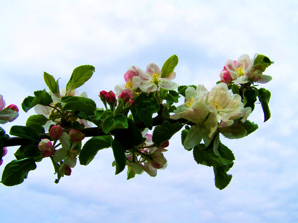 Blooming apple tree white-pink flower spring