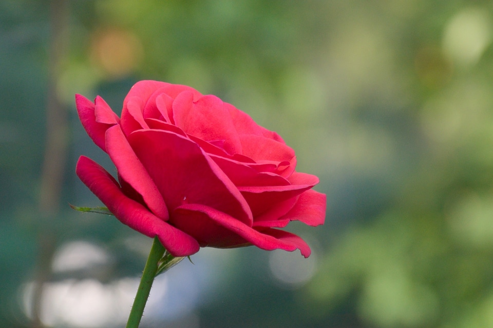 Rose red single