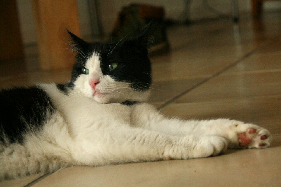 Pet cat face animals