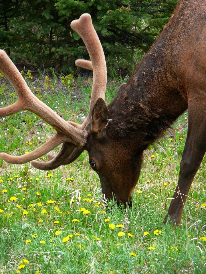 Grass mammal antlers