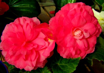 Pink flower spring flower garden