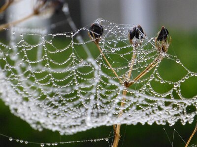Dew web spider photo