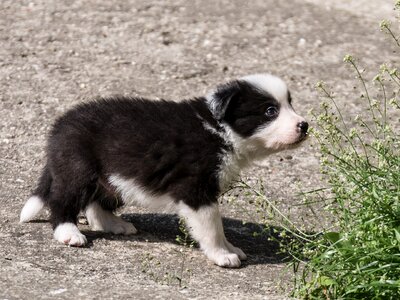 Dog puppy border collie