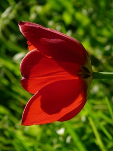 Backlighting beautiful tulpenbluete photo