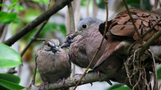 Turtledove rest family