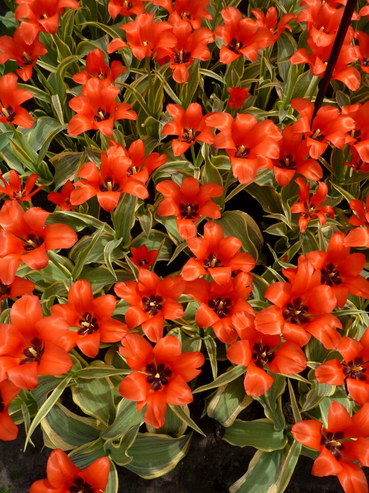 Blossom bloom plant