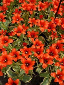 Blossom bloom plant