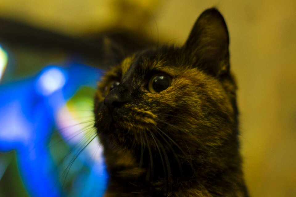 Animal cat's eye cat eyes