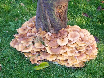 Tree mushrooms meadow photo