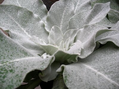 Sheet green plant