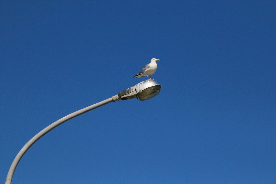 Sky gull