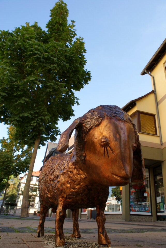 Grudda sheep northern hesse