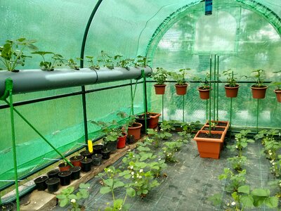 Greenhouse strawberries tomatoes