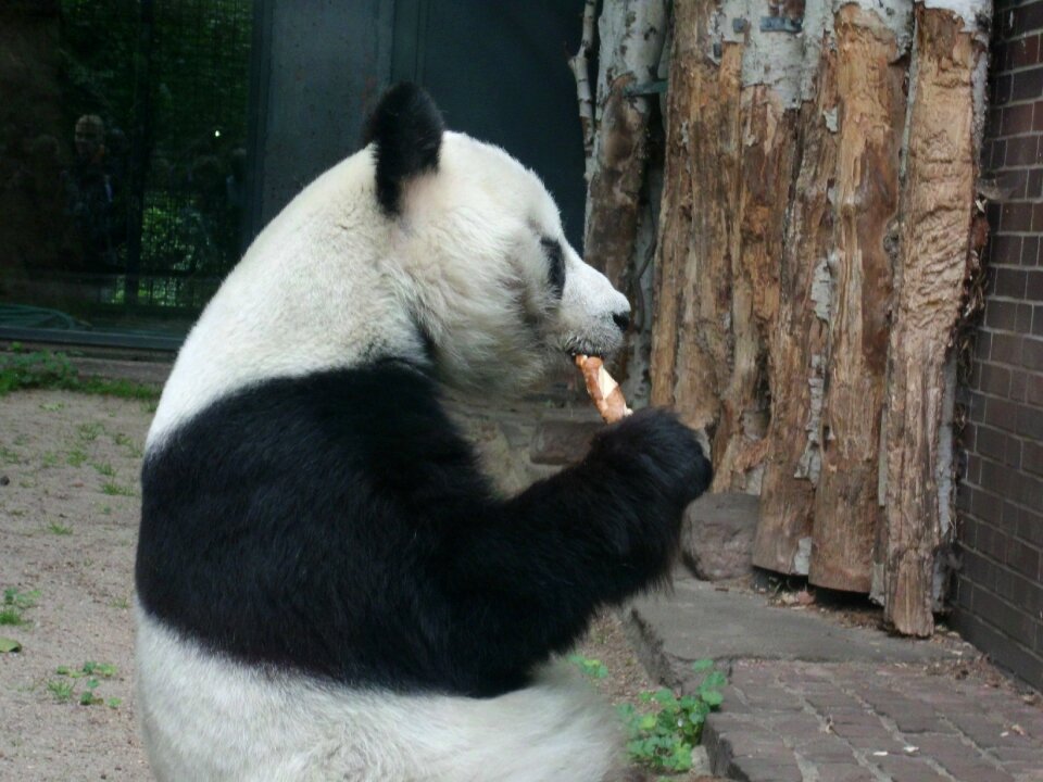 Rare species berlin zoo