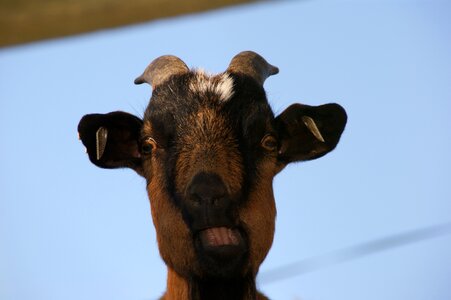 What you guggst goat buck livestock photo