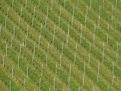 Plant grape rebstock