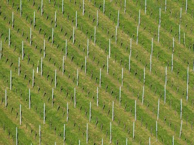 Plant grape rebstock photo