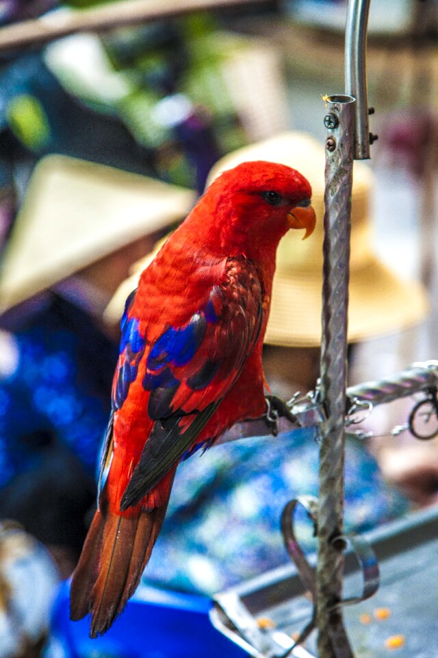 Bird viet nam travel