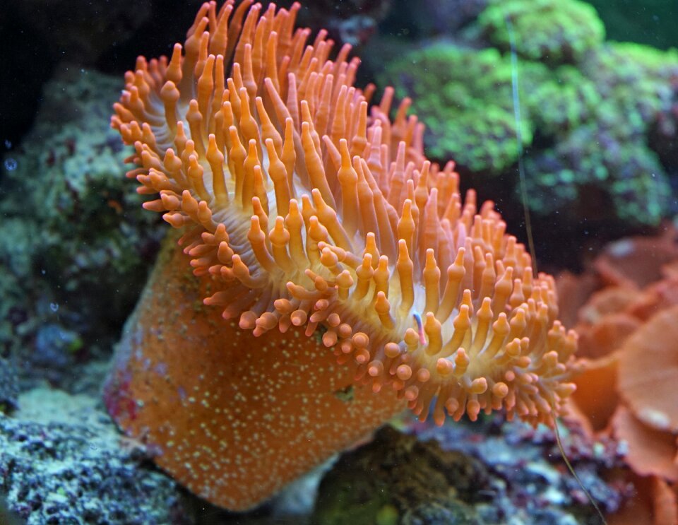 Aquarium water marine life