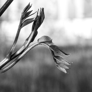 Leaf spring growth