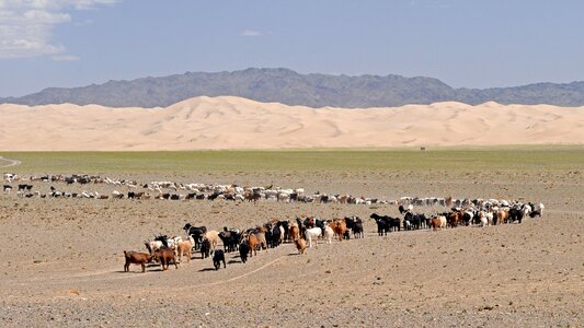 Goats sand dunes desert landscape photo